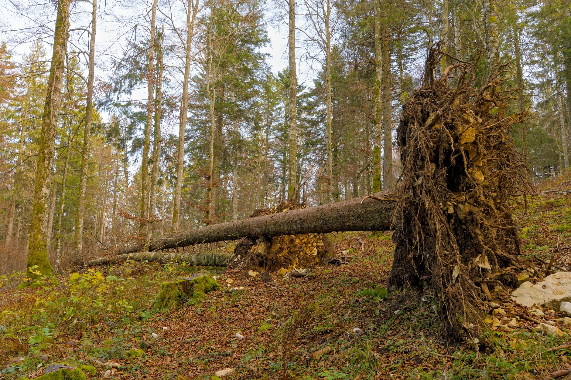 Enlèvement arbre urgence à Rezé